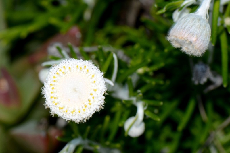 Asteridea nivea photo 6