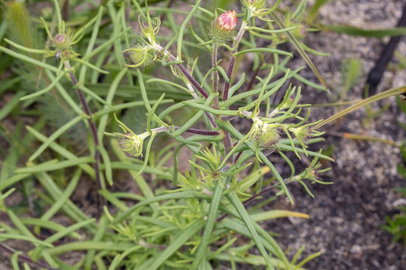 Asteridea pulverulenta photo 3