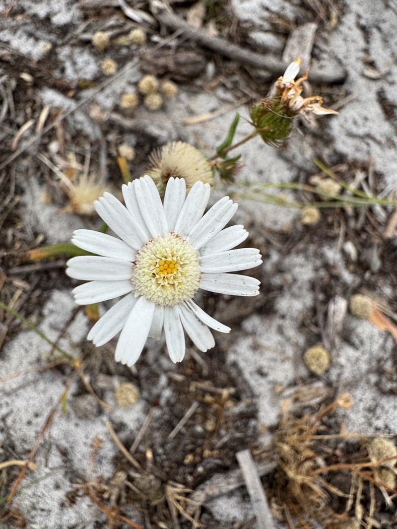 Asteridea pulverulenta photo 4