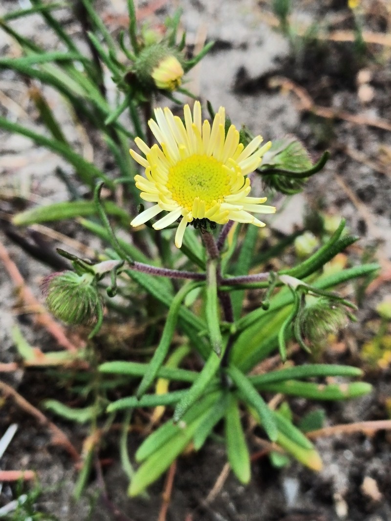 Asteridea pulverulenta photo 5
