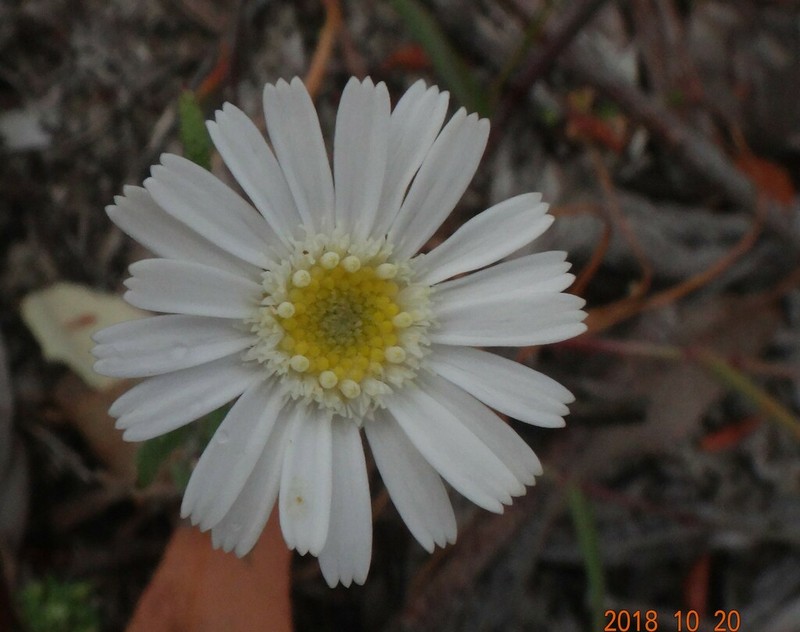 Asteridea pulverulenta photo 6