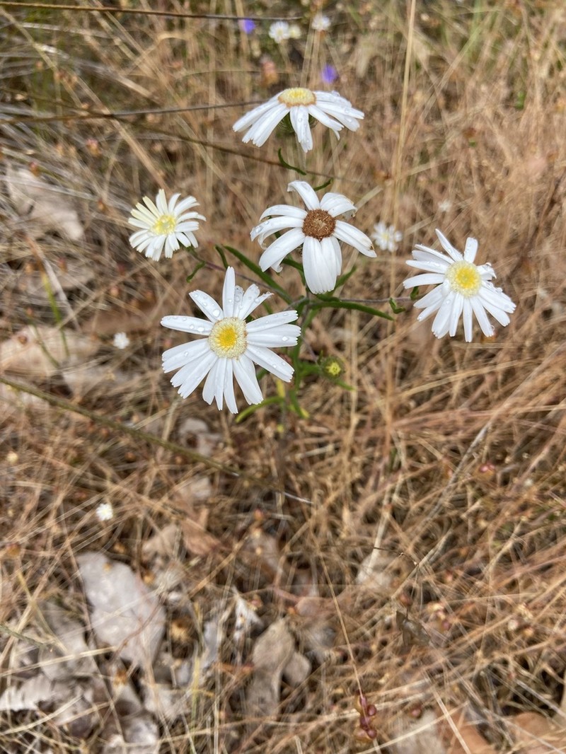 Asteridea pulverulenta photo 7