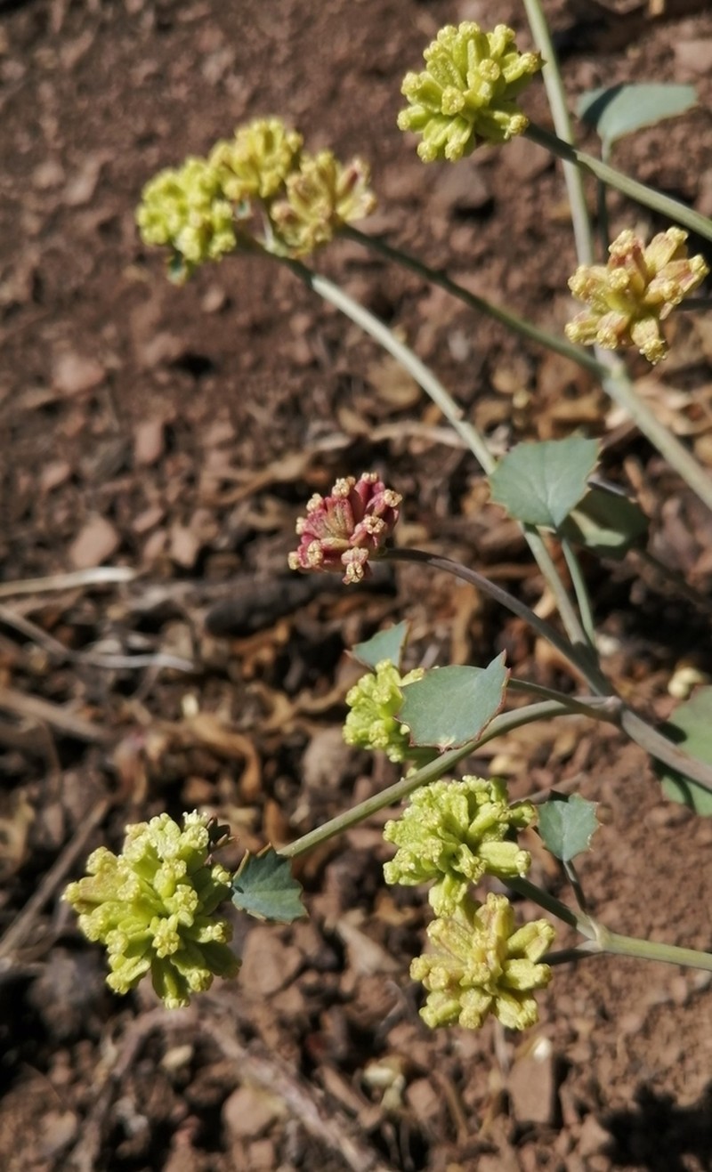Asteriscium aemocarpon photo 3