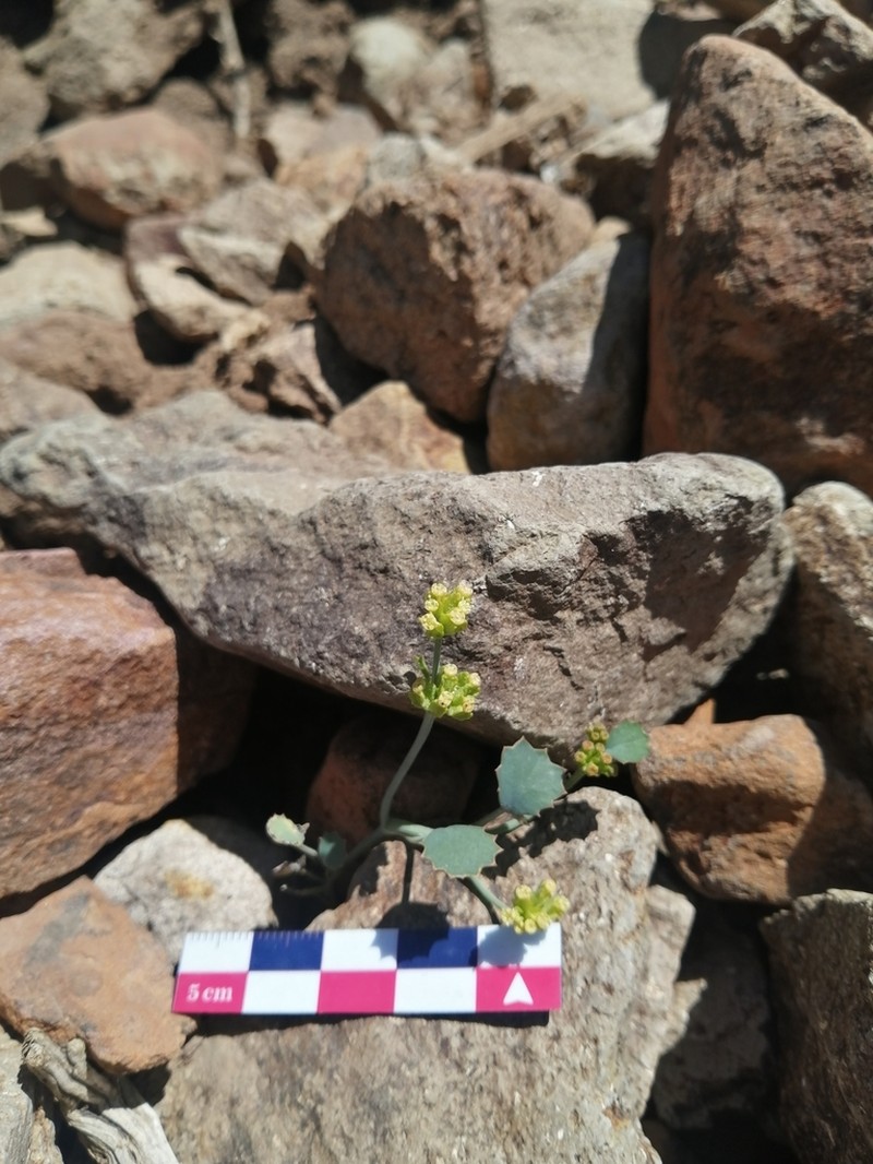 Asteriscium aemocarpon photo 4