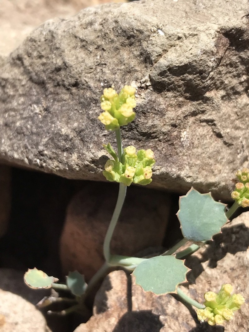 Asteriscium aemocarpon photo 5