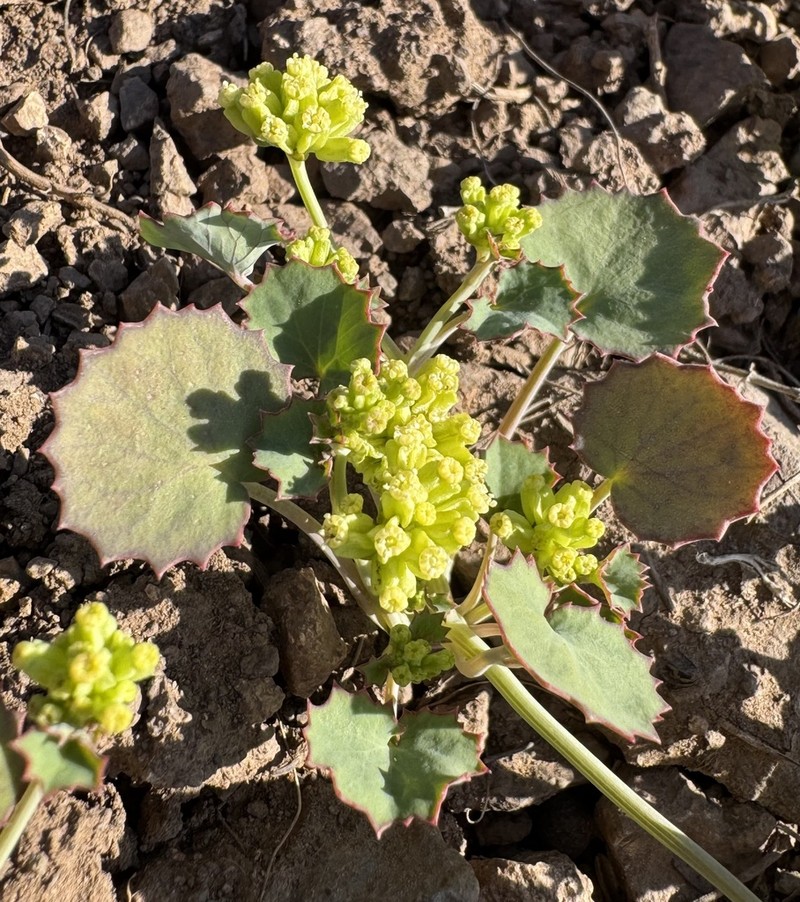 Asteriscium aemocarpon