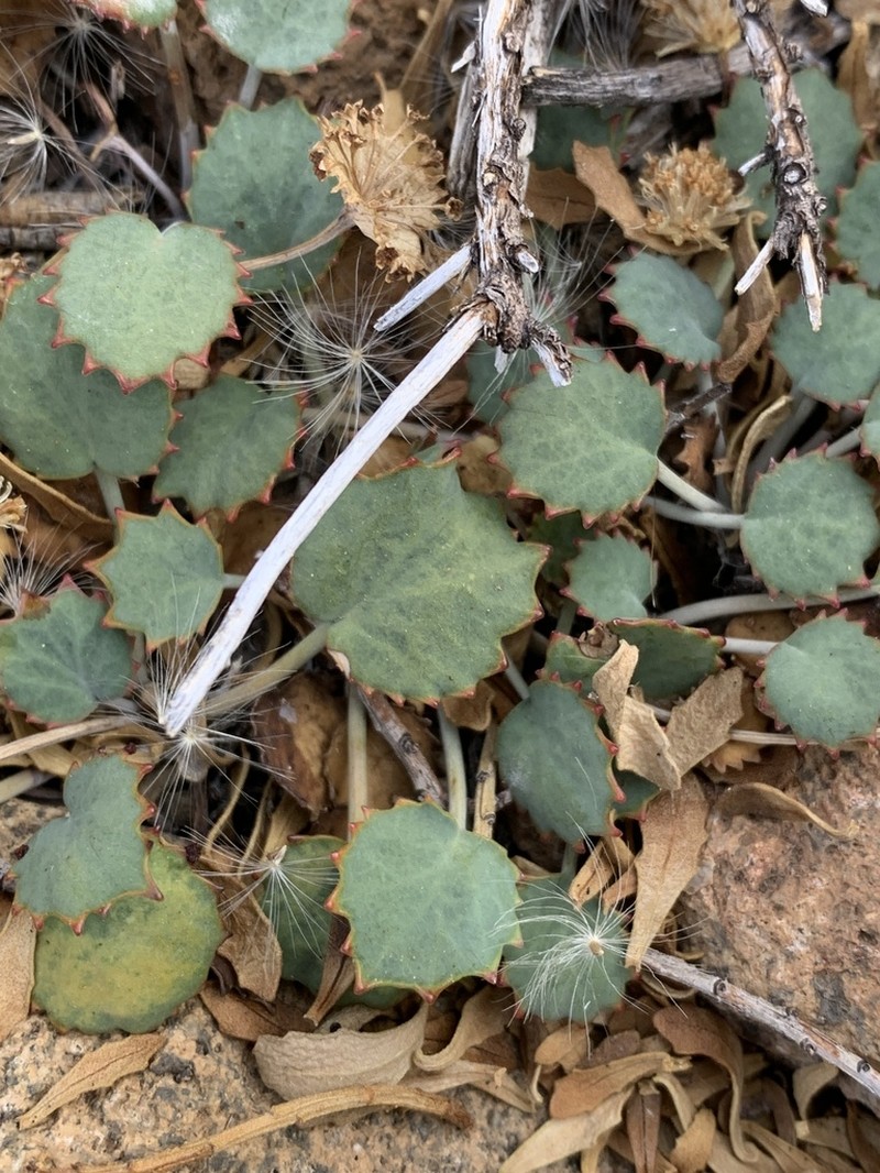 Asteriscium aemocarpon photo 2