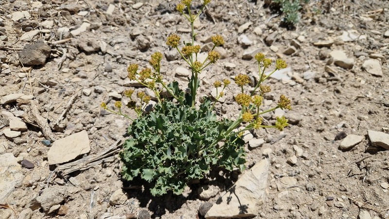 Asteriscium argentinum photo 3