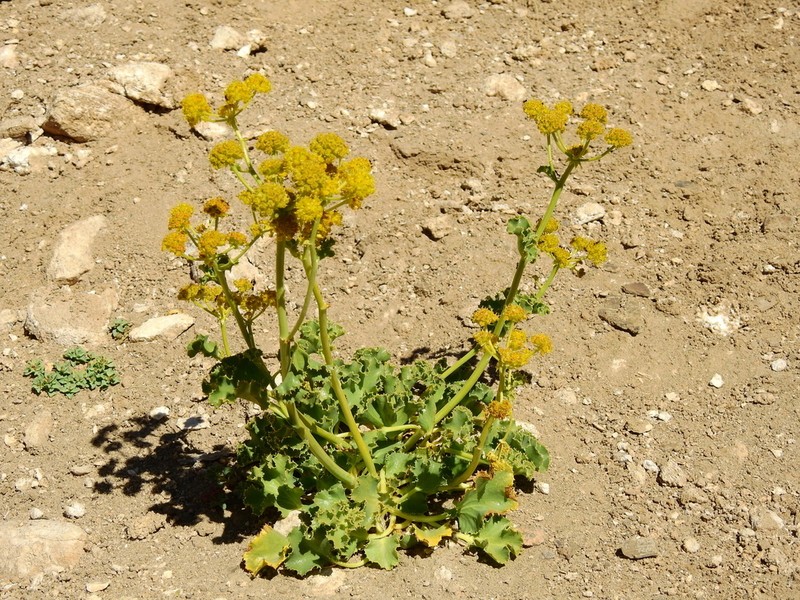 Asteriscium argentinum photo 4