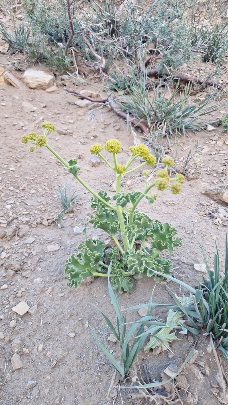 Asteriscium argentinum photo 5