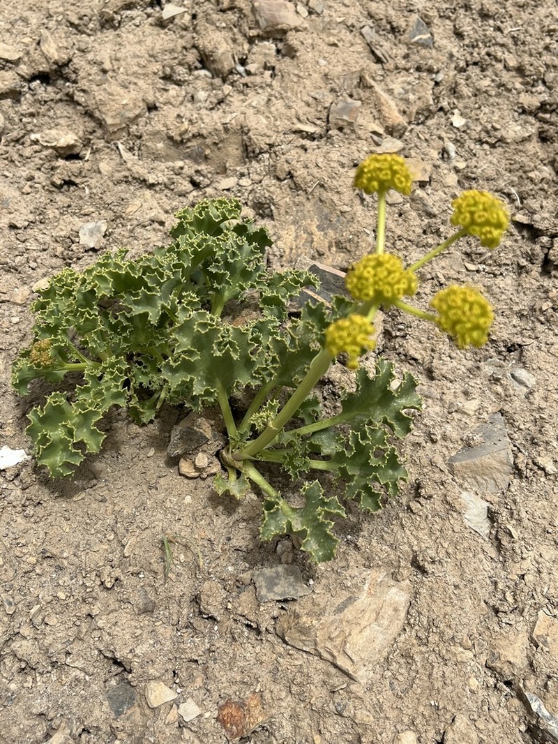 Asteriscium argentinum