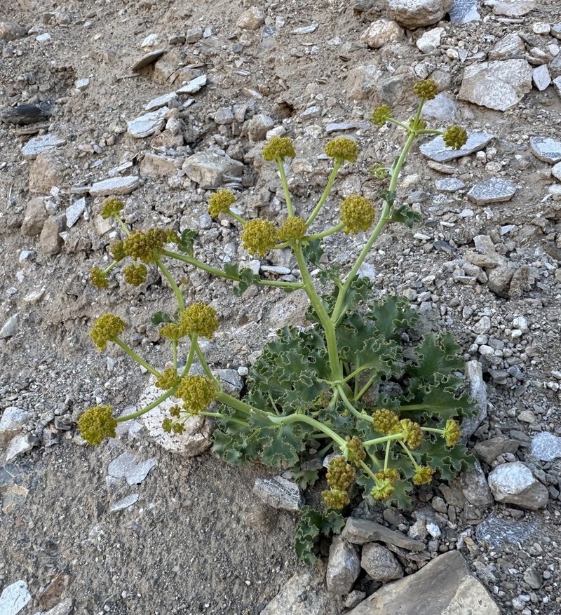 Asteriscium argentinum photo 2