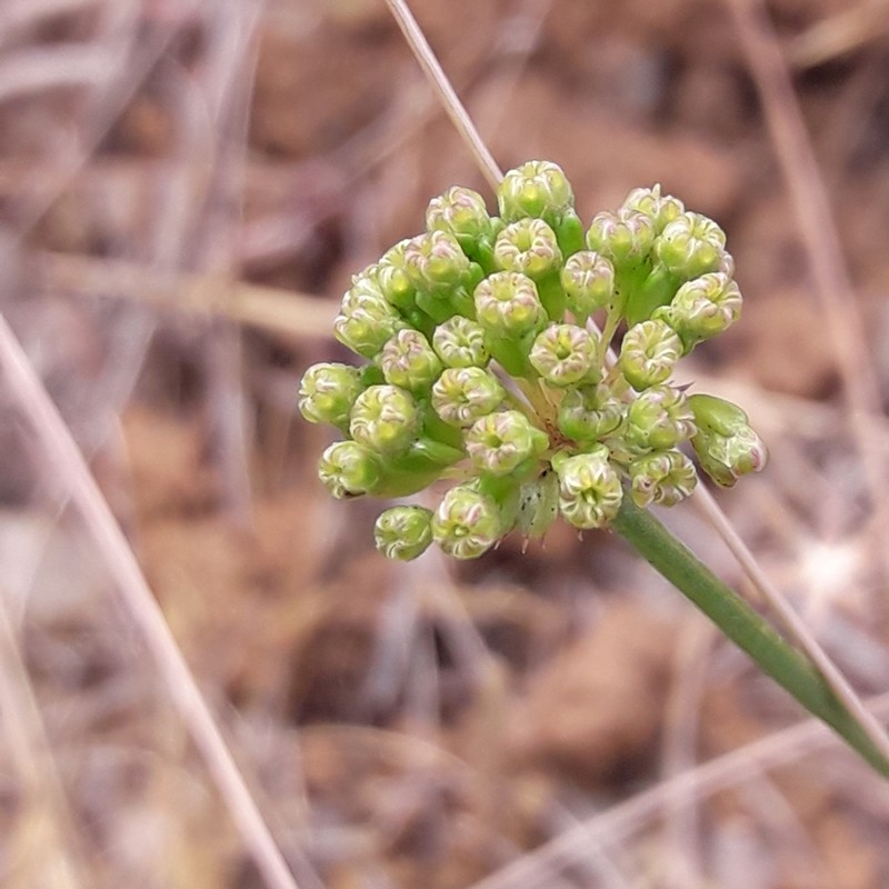 Asteriscium chilense photo 2