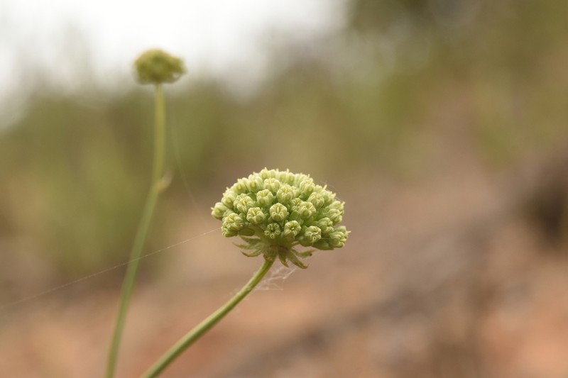 Asteriscium chilense photo 3