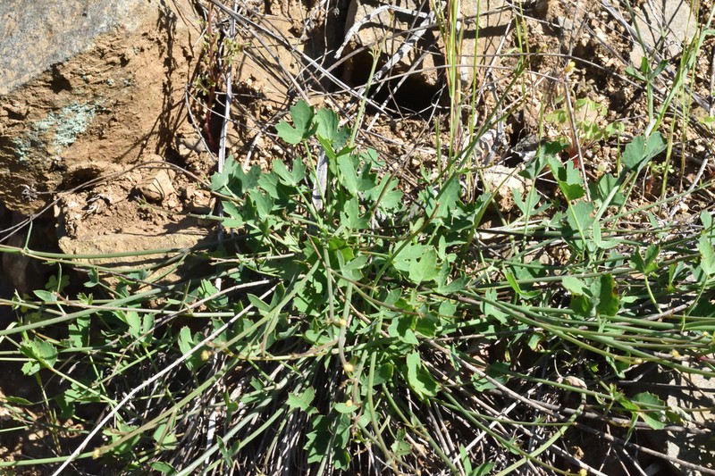 Asteriscium chilense photo 4