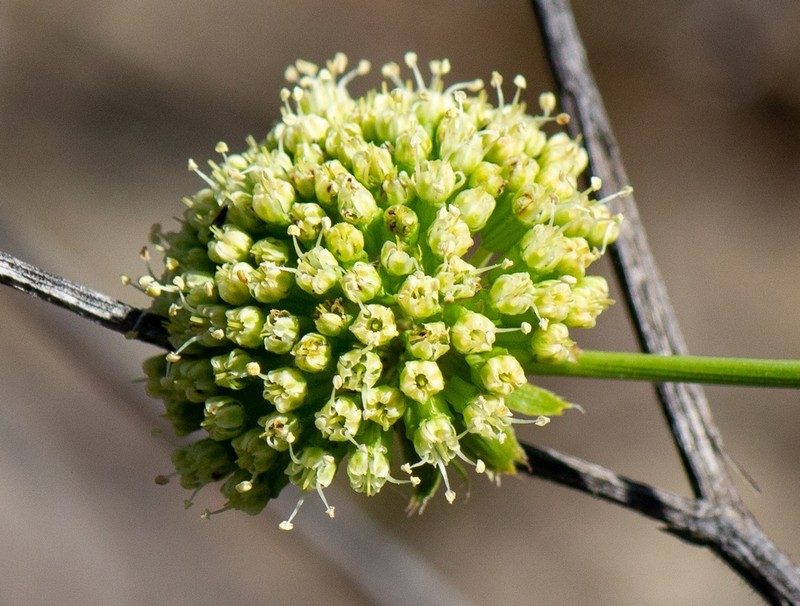 Asteriscium chilense photo 5