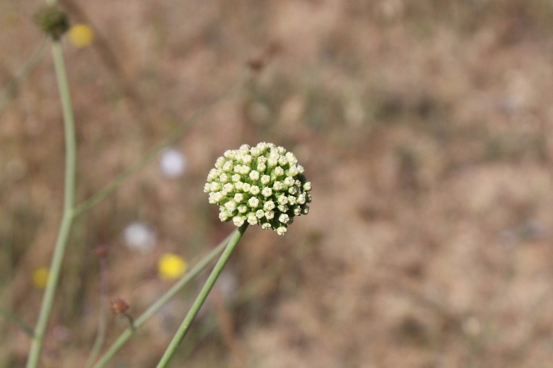 Asteriscium chilense photo 6
