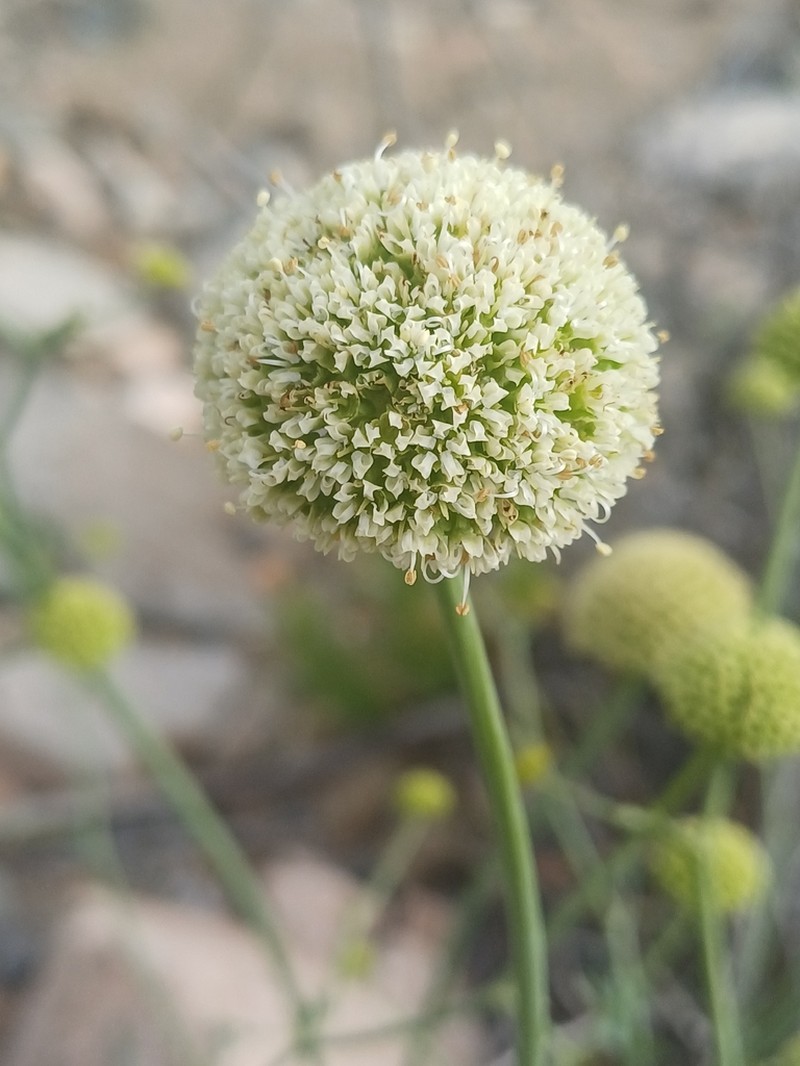 Asteriscium chilense photo 7