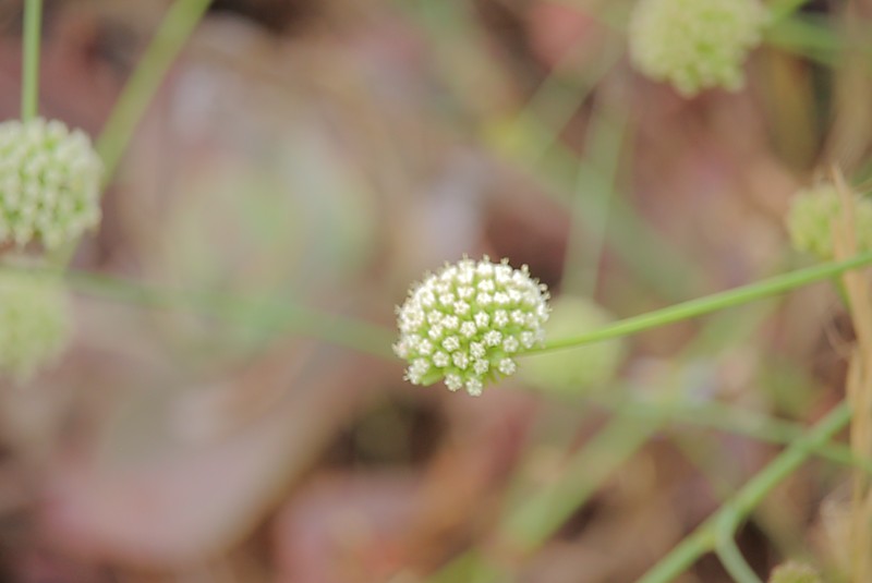 Asteriscium chilense photo 8