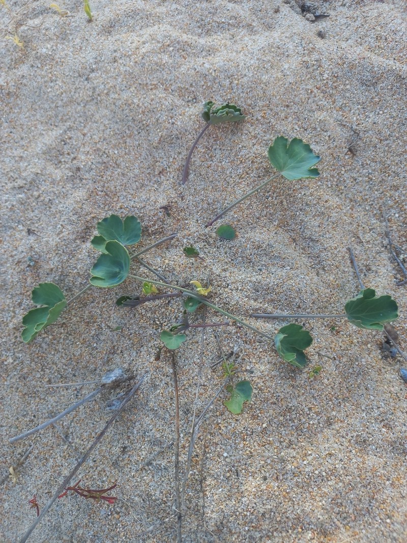 Asteriscium chilense