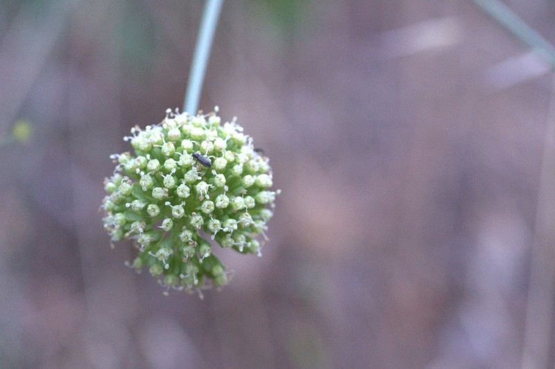 Asteriscium chilense photo 2