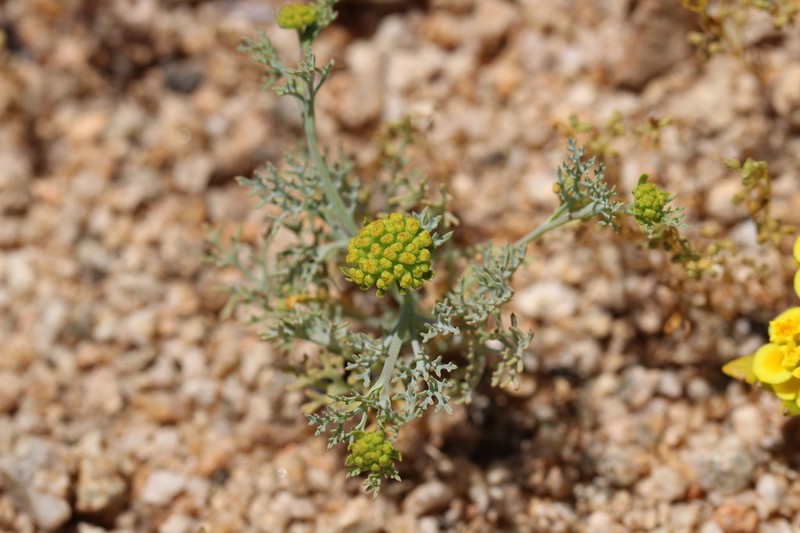 Asteriscium closii