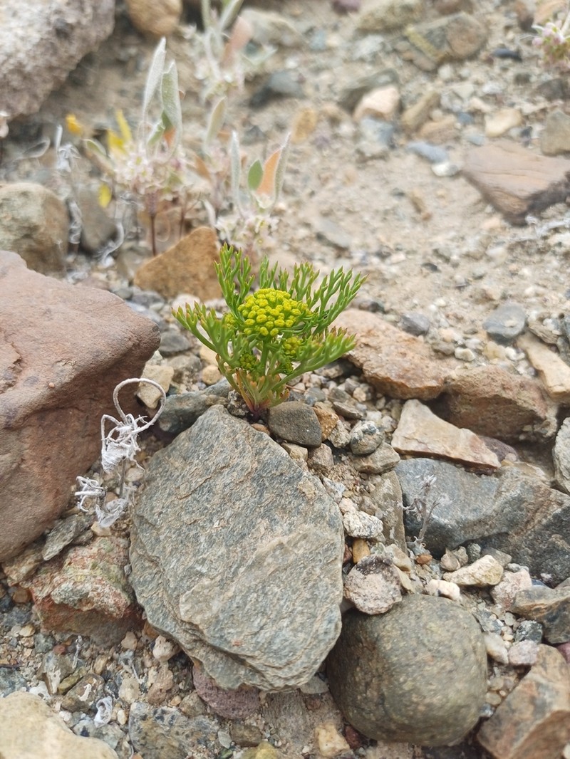 Asteriscium closii photo 4