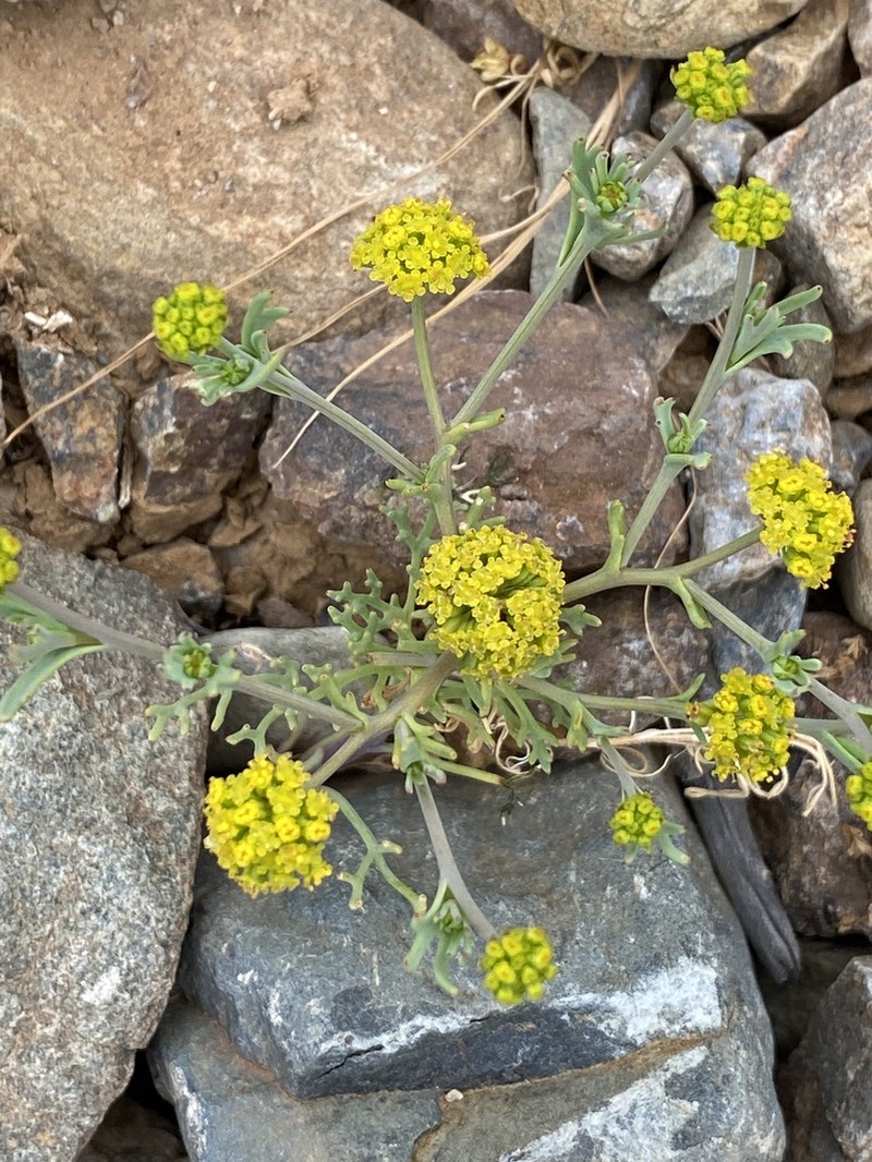 Asteriscium closii photo 5