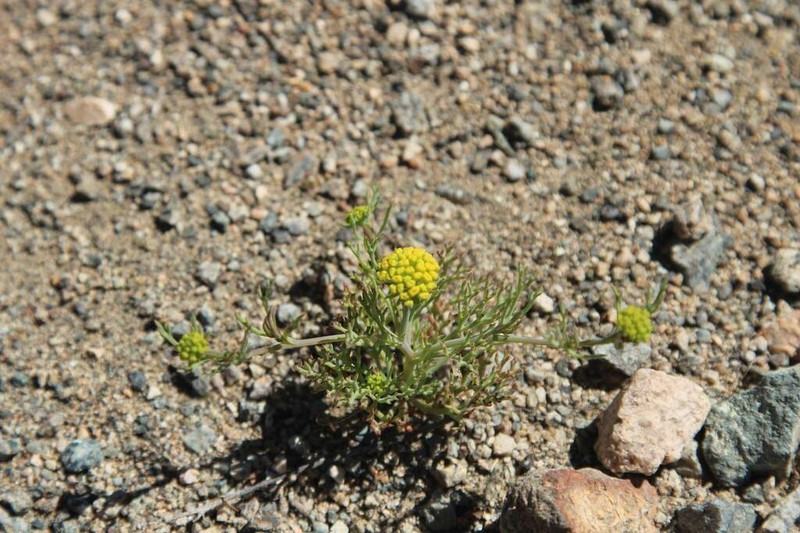 Asteriscium closii photo 6