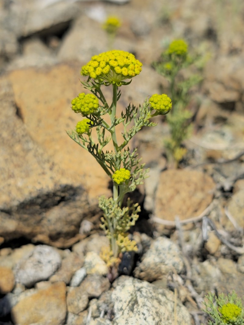 Asteriscium closii photo 8
