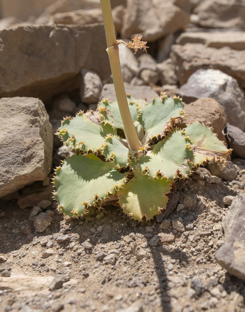 Asteriscium fimbriatum photo 2