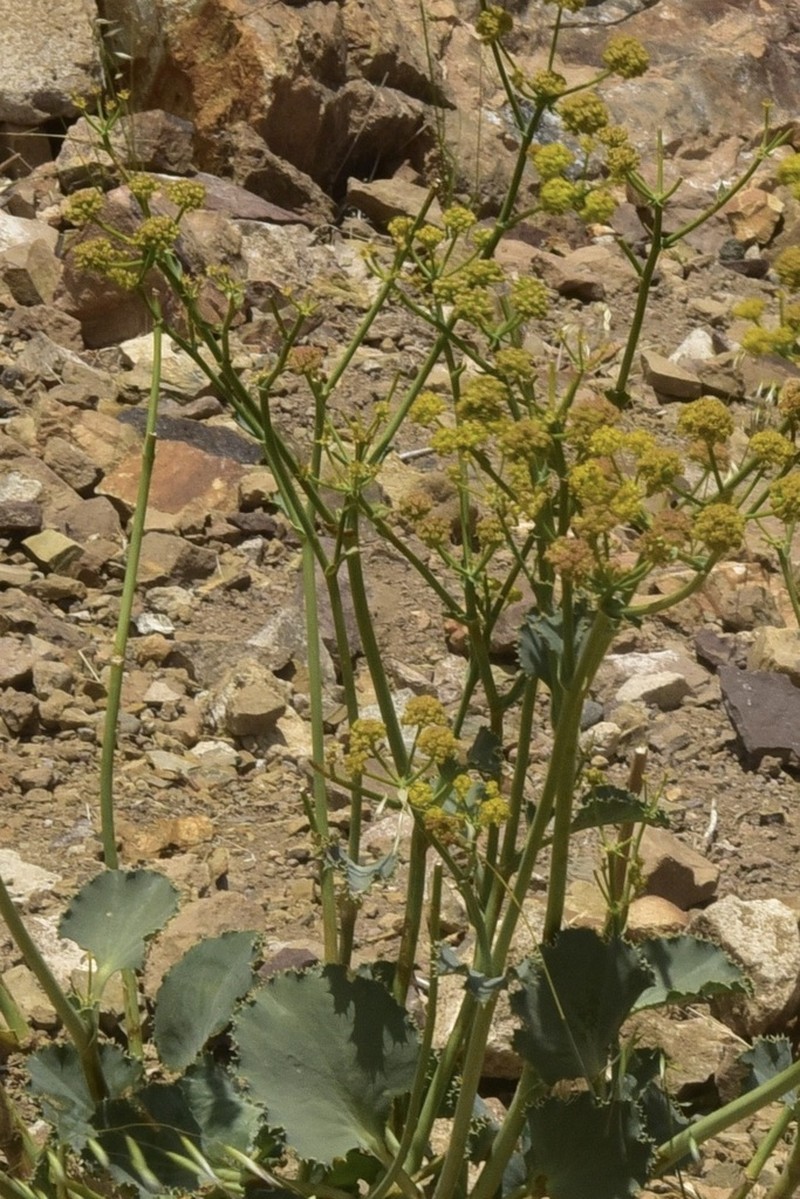 Asteriscium fimbriatum photo 3