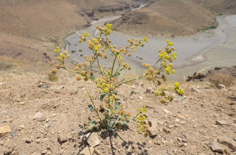 Asteriscium fimbriatum photo 6