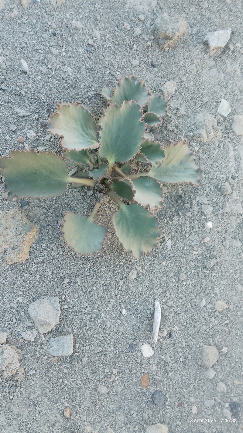 Asteriscium fimbriatum photo 7