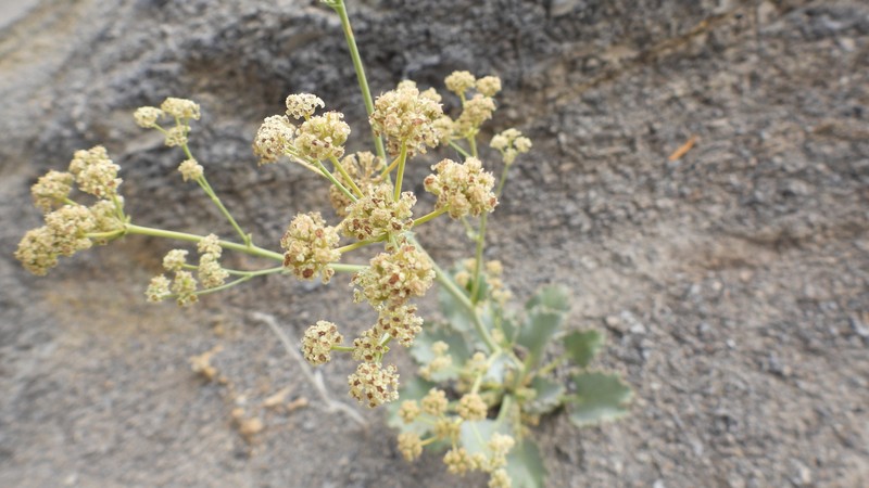 Asteriscium fimbriatum photo 8