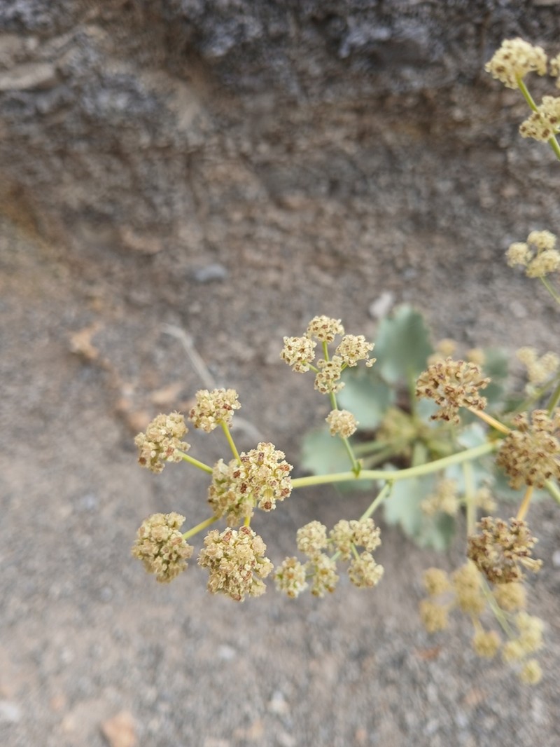 Asteriscium fimbriatum