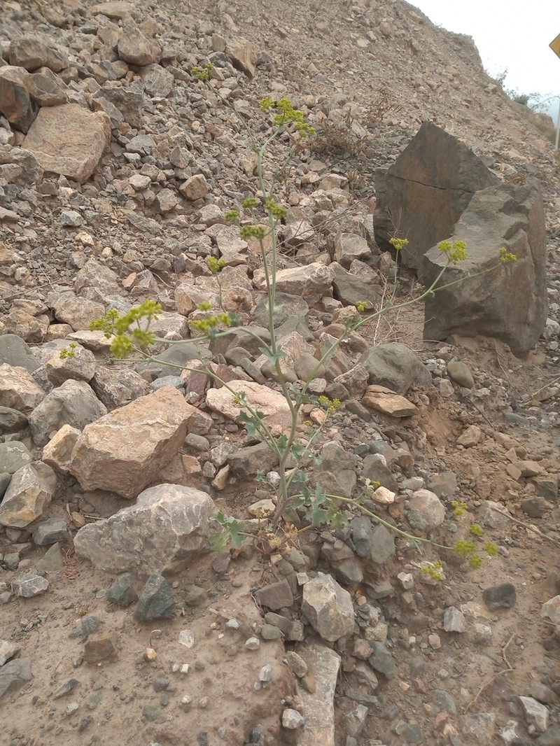 Asteriscium glaucum photo 3