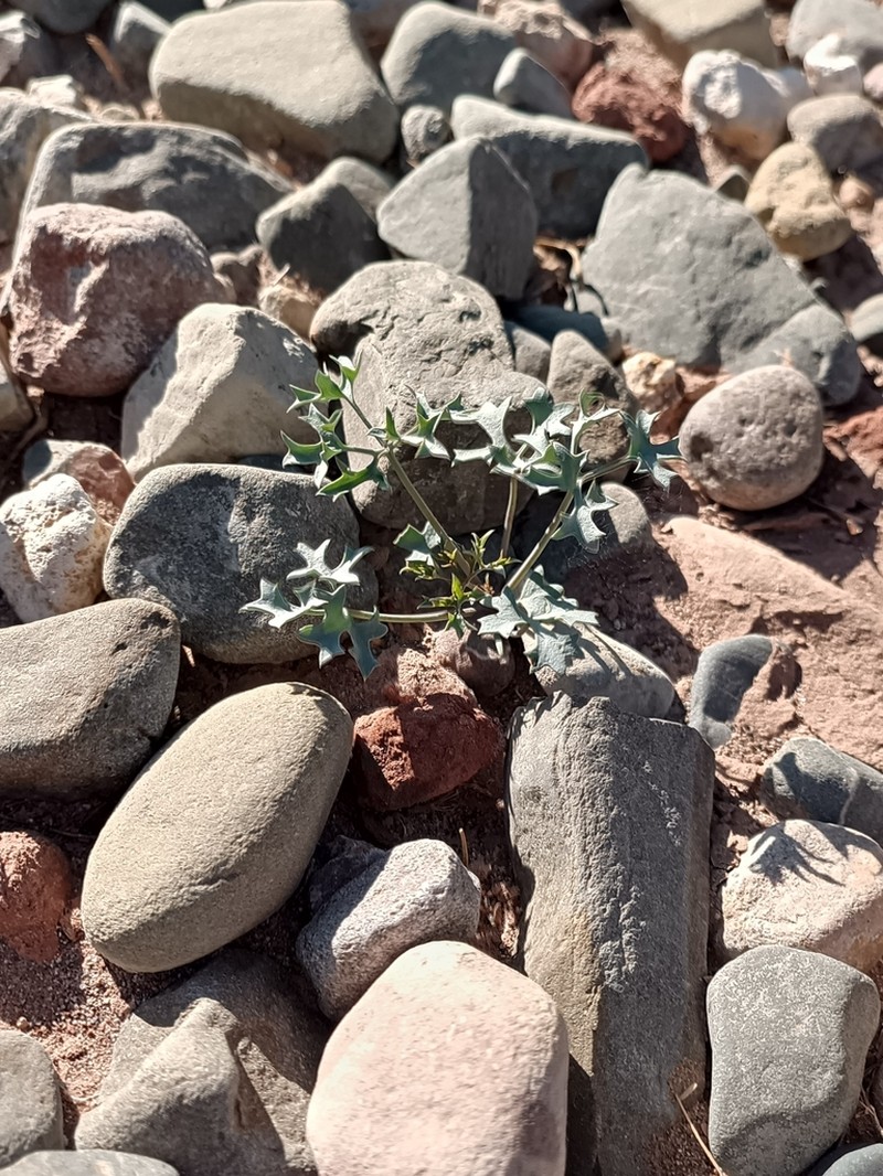 Asteriscium glaucum photo 4