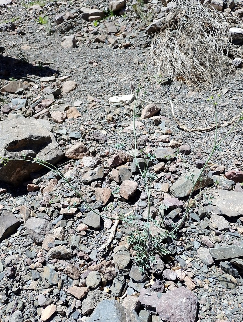 Asteriscium glaucum photo 5