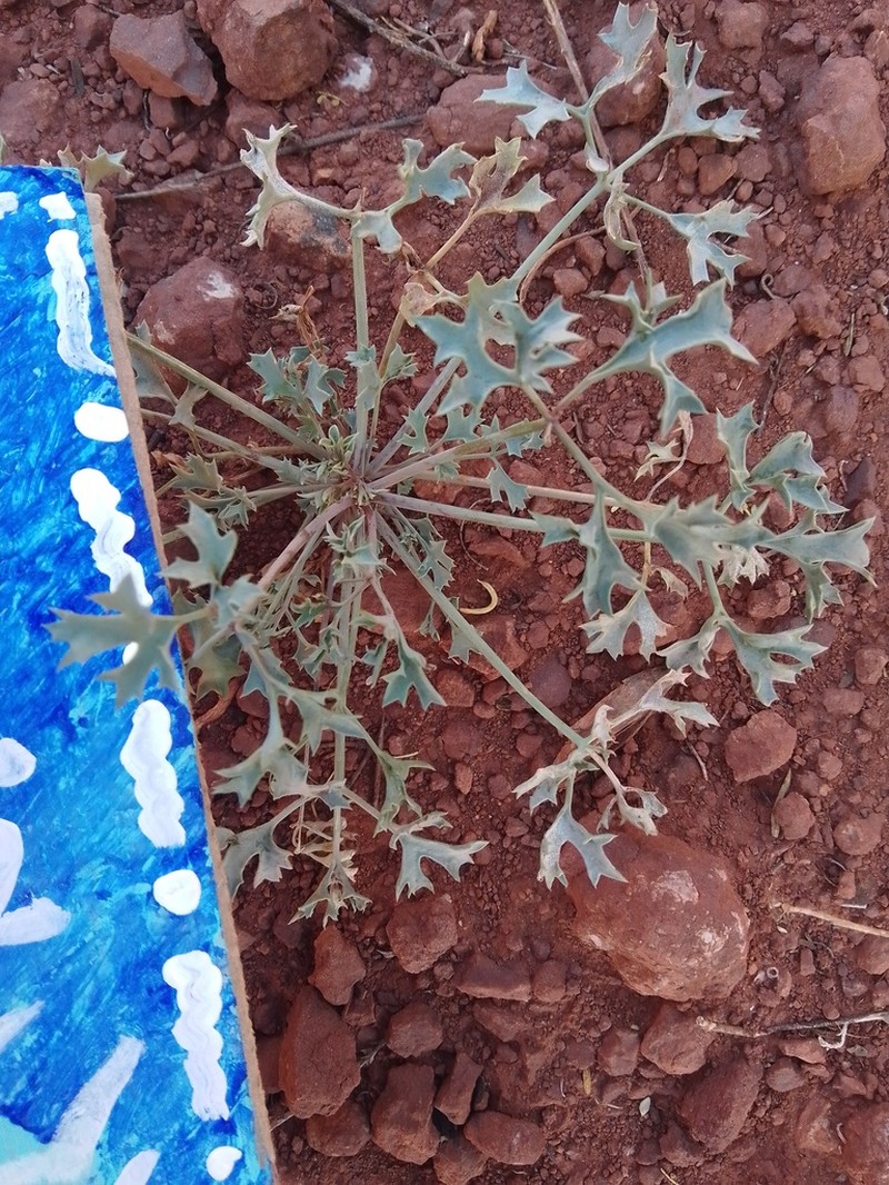 Asteriscium glaucum photo 6