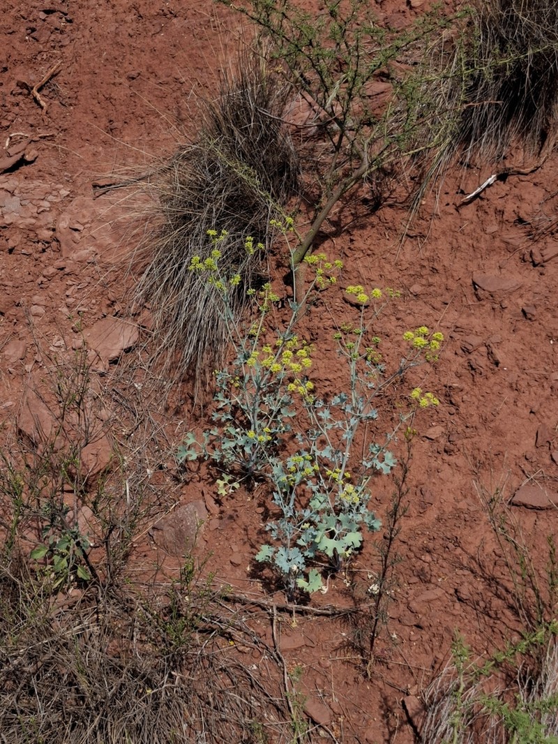 Asteriscium glaucum photo 7