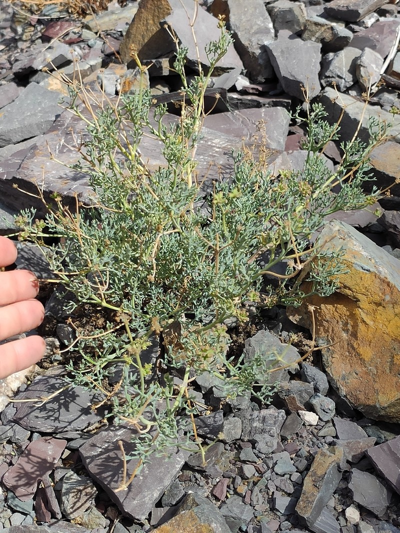 Asteriscium glaucum photo 8