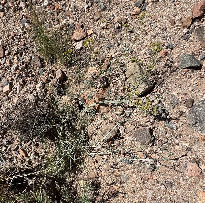 Asteriscium glaucum