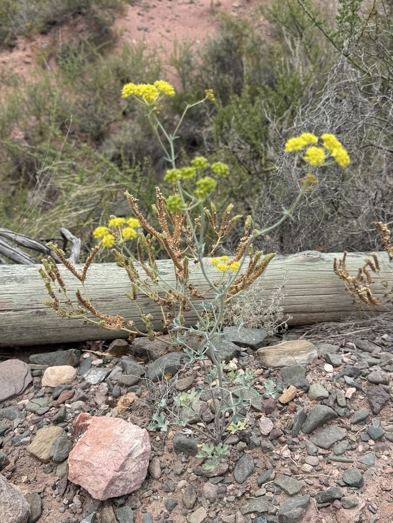 Asteriscium glaucum photo 2