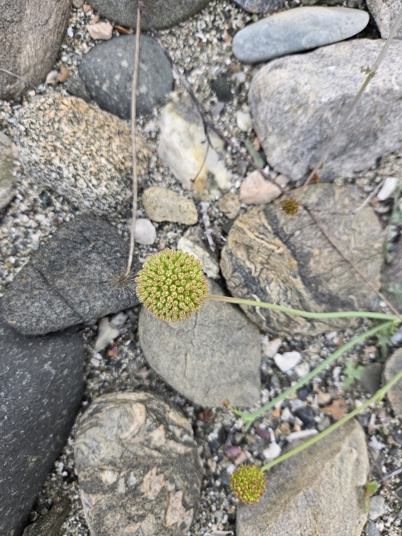Asteriscium vidalii