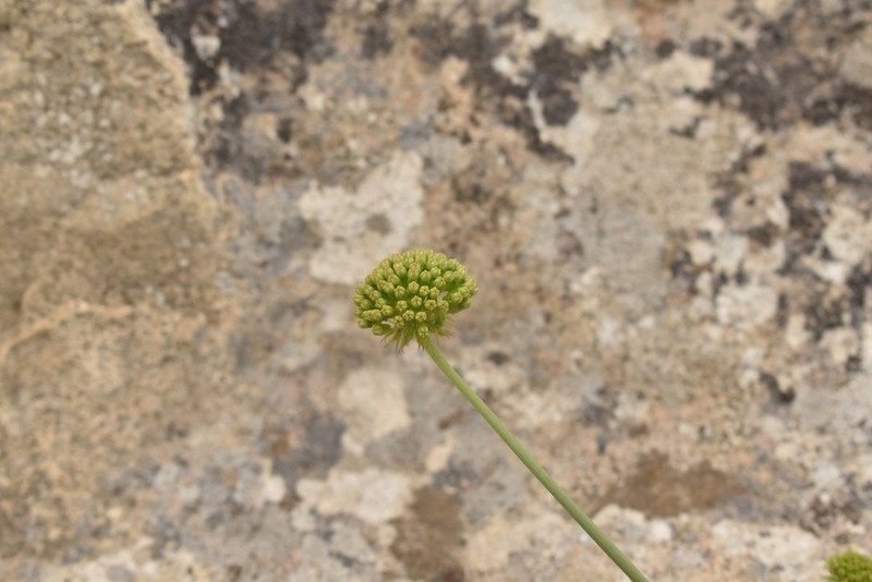Asteriscium vidalii photo 2