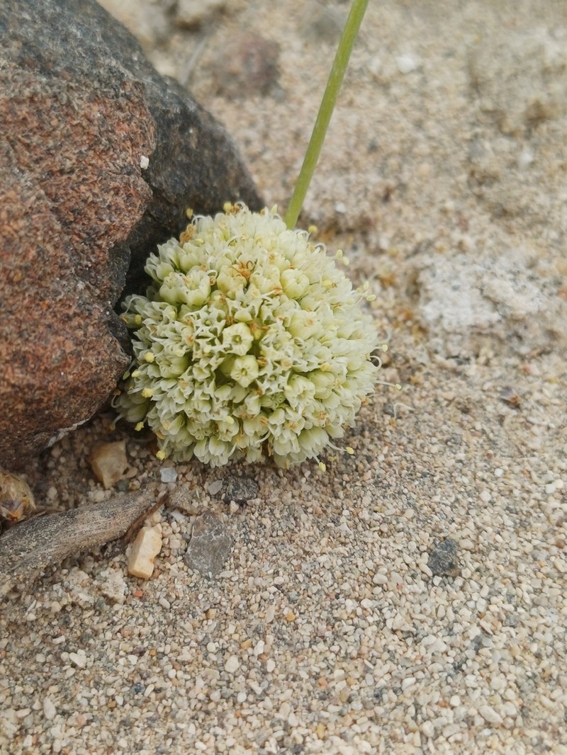 Asteriscium vidalii photo 3