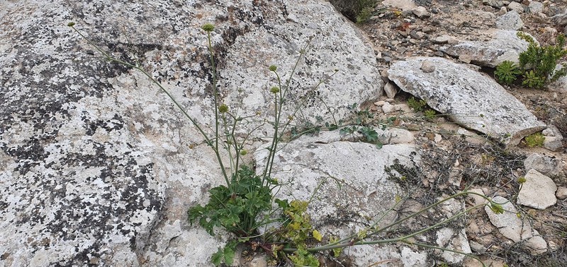 Asteriscium vidalii photo 4