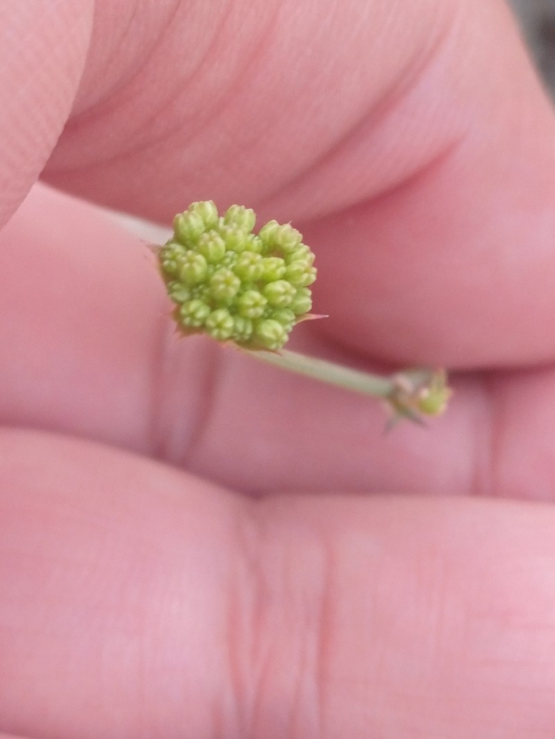 Asteriscium vidalii photo 5