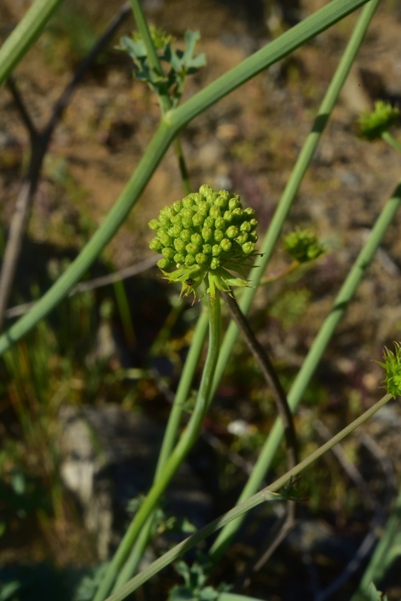 Asteriscium vidalii photo 6